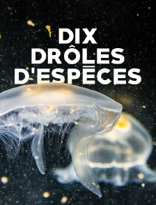 Dix drôles d'espèces