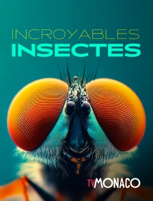 TV Monaco - Incroyables insectes