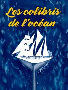 Les colibris de l'océan