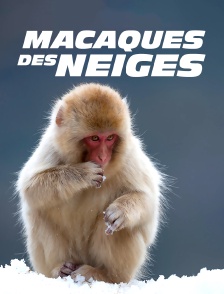 Macaques des neiges