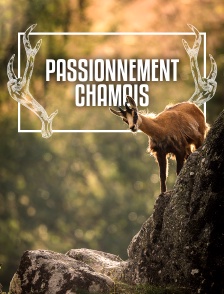 Passionnément chamois