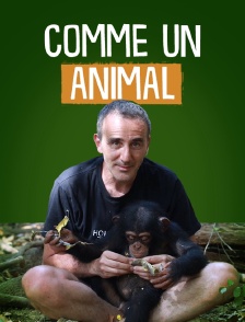 Comme un animal