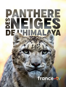 france.tv - Panthère des neiges de l'Himalaya en replay