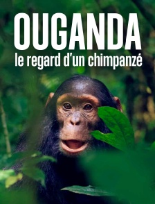 Ouganda, le regard d'un chimpanzé