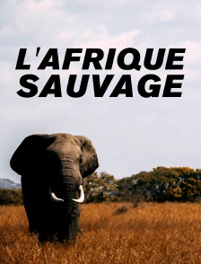 L'Afrique sauvage *2014