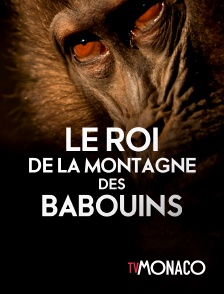 TV Monaco - Le roi de la montagne des babouins