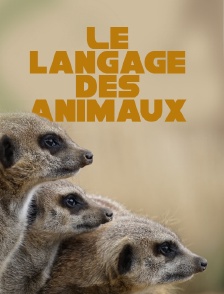 Le langage des animaux