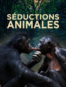 Séductions animales