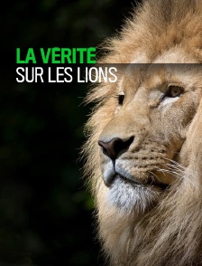 La vérité sur les lions