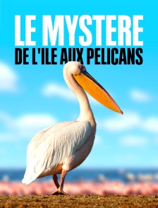 Le mystère de l'île aux pélicans