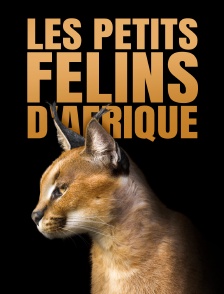 Les petits félins d'Afrique