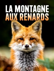 La montagne aux renards