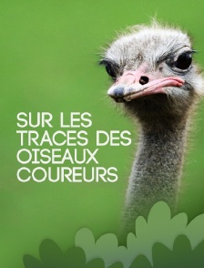 Sur les traces des oiseaux coureurs