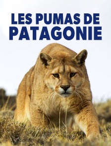 Les pumas de Patagonie