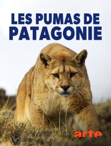 Les pumas de Patagonie