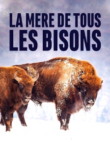 La mère de tous les bisons