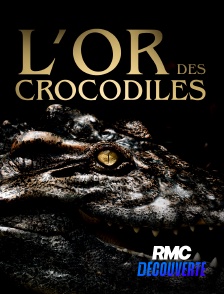 RMC Découverte - L'or des crocodiles