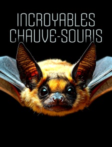 Incroyables chauve-souris