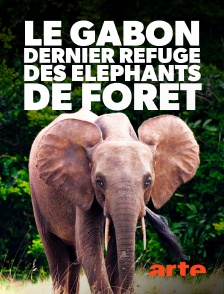 Arte - Le Gabon, dernier refuge des éléphants de forêt