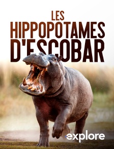 EXPLORE - Les hippopotames d'Escobar