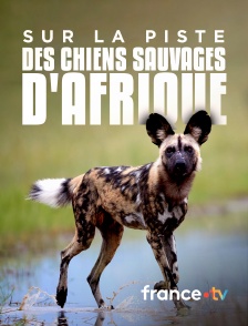 france.tv - Sur la piste des chiens sauvages d'Afrique
