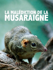 La malédiction de la musaraigne