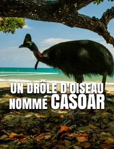 Un drôle d'oiseau nommé casoar