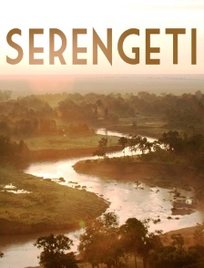 Serengeti, la grande cavalcade des animaux