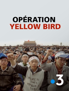 France 3 - Opération Yellow Bird