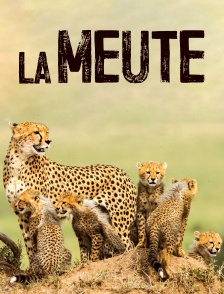 La meute : cinq guépards dans le Serengeti