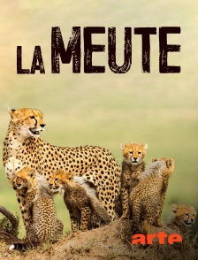 Arte - La meute : cinq guépards dans le Serengeti