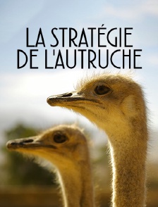 La stratégie de l'autruche