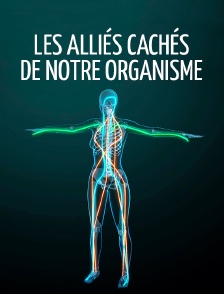Les alliés cachés de notre organisme