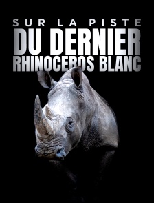 Sur la piste du dernier rhinocéros blanc