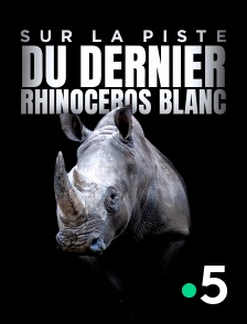 France 5 - Sur la piste du dernier rhinocéros blanc