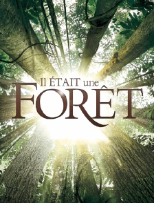 Il était une forêt