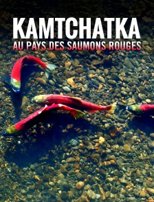 Kamtchatka, au pays des saumons rouges