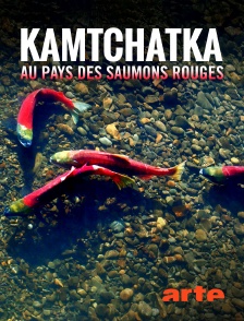 Arte - Kamtchatka, au pays des saumons rouges