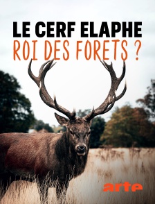 Arte - Le cerf élaphe, roi des forêts ?