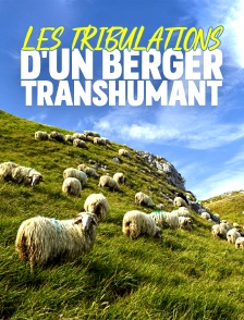 Les tribulations d'un berger transhumant