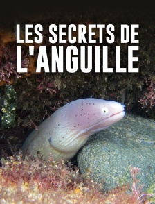 Les secrets de l'anguille