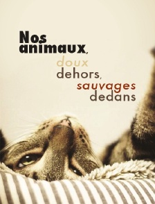 Nos animaux, doux dehors, sauvages dedans