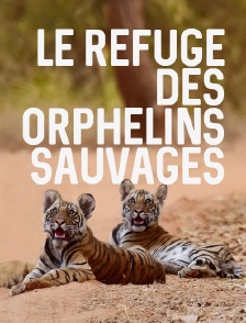 Le refuge des orphelins sauvages