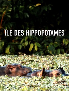 Ile des hippopotames
