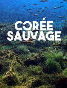 Corée sauvage