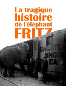 La tragique histoire de Fritz l'éléphant