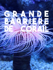Grande barrière de corail