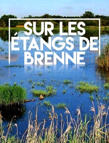 Sur les étangs de Brenne