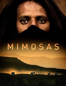 Mimosas