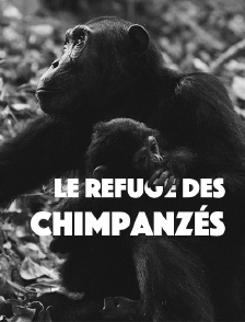 Le refuge des chimpanzés